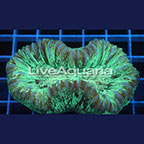 Open Brain Coral Solomon (click for more detail)