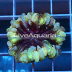 Cynarina Button Coral Solomon (click for more detail)