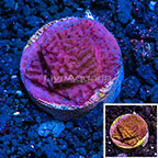 LiveAquaria® Purple Montipora Undata Coral (click for more detail)