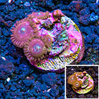 LiveAquaria® Houdini Colony Polyp Rock Zoanthus Indonesia IM (click for more detail)