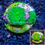 Rhodactis Mushroom Rock Indonesia (click for more detail)