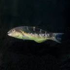 Jansen Saddle Wrasse (click for more detail)