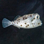 Shortnose Trunkfish EXPERT ONLY (click for more detail)