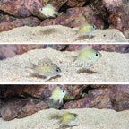 Ternate Damsel, 6 lot (click for more detail)