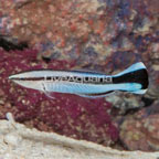 Bluestreak Cleaner Wrasse  (click for more detail)