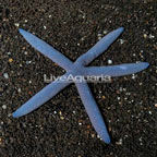 Blue Linkia Sea Star EXPERT ONLY (click for more detail)