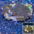 Zoanthus Coral Vietnam (click for more detail)