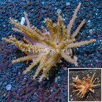 Tree Coral Indonesia (click for more detail)