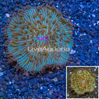 Short Tentacle Plate Coral Australia (click for more detail)