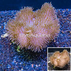 Toadstool Leather Coral Indonesia (click for more detail)