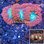 Blastomussa Wellsi Coral Australia (click for more detail)