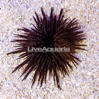 Rock Boring Urchin (click for more detail)