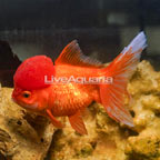 Orange Oranda Goldfish (click for more detail)