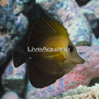 Scopas Tang (click for more detail)