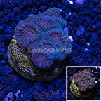 USA Cultured Dipsastraea Brain Coral (click for more detail)