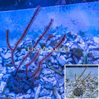 White Polyp Red Sea Fan EXPERT ONLY (click for more detail)