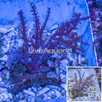 Indonesian Pink Muricella Sea Fan EXPERT ONLY (click for more detail)