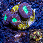 LiveAquaria® Cultured Candy Cane Coral (click for more detail)