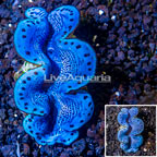 Maxima Clam (click for more detail)