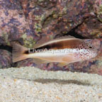 Freckled Hawkfish  (click for more detail)