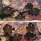 Domino Damselfish, 8 Lot (click for more detail)