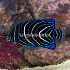 Koran Angelfish, Juvenile (click for more detail)