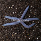 Blue Sea Star EXPERT ONLY (click for more detail)