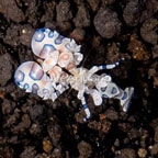  Harlequin Shrimp  (click for more detail)