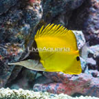 Yellow Longnose Butterflyfish (click for more detail)