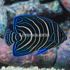 Koran Angelfish (click for more detail)