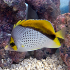 Declivis Butterflyfish (click for more detail)