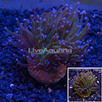 LiveAquaria® Aquacultured Gold Torch Coral (click for more detail)