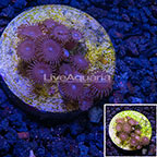 USA Cultured Zoanthus Coral (click for more detail)