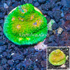 LiveAquaria® Cultured Ultra Chalice Coral (click for more detail)