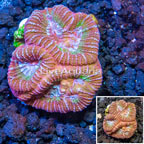 LiveAquaria® Cultured Goniastrea Brain Coral  (click for more detail)