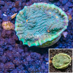 LiveAquaria® Cultured Ultra Chalice Coral (click for more detail)