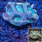 LiveAquaria® Cultured Goniastrea Brain Coral  (click for more detail)