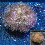 Toadstool Mushroom Leather Coral  Indonesia (click for more detail)