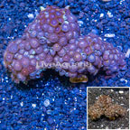 Zoanthus Coral Vietnam (click for more detail)