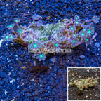 Glove Polyp Coral Indonesia (click for more detail)