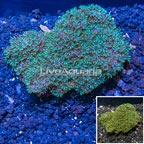  Blue Sympodium Coral Indoonesia  (click for more detail)