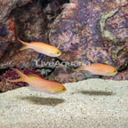 Carberryi Anthias, Trio (click for more detail)