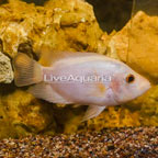 Red Devil Cichlid (click for more detail)