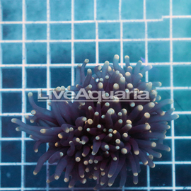 Cream Tip Torch Coral Solomon (click for more detail)