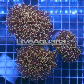 Green Tip Frogspawn Coral Solomon (click for more detail)