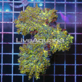 Gold and Green Frogspawn Coral Solomon (click for more detail)