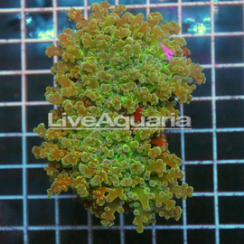 Green and Orange Frogspawn Coral Solomon (click for more detail)