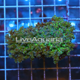 Green Frogspawn Coral Solomon (click for more detail)