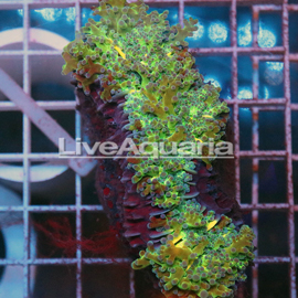 Green and Orange Frogspawn Coral Solomon (click for more detail)