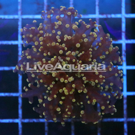 Orange Frogspawn Coral Solomon (click for more detail)